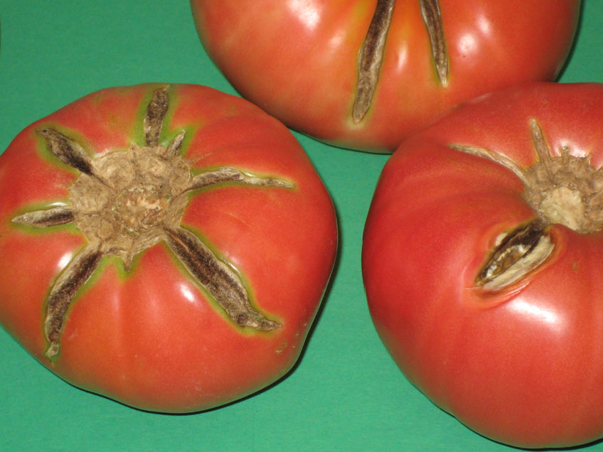 The Garden Clinic   8. Tomato Fruit Split Web 